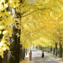 은행나무길 이미지