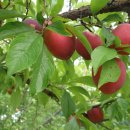 대광농장 이미지