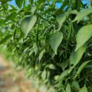 지아농장 이미지