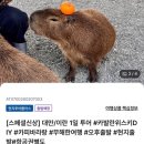 정빈농장 | 대만 이란 1일 투어 !… 시먼역 출발, 카발란 위스키 DIY, 카피바라 체험, 자오시 온천, 타이페이 신상...