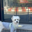 샤워하시개 이미지