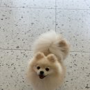 코모네 펫하우스 이미지