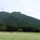 메밀꽃필무렵 이미지