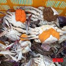 동해-단속-30 이미지