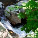 댕댕이계곡펜션 이미지