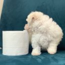 위드퍼피숑 이미지