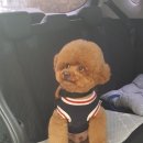 안산펫택시 이미지