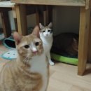 고양이 유치원 이미지