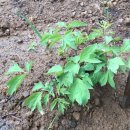 용성농장 이미지