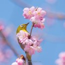 부산배화학교 이미지