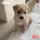 시루설기 이미지