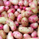 작은농장 이미지