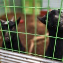 바바벨리 이미지