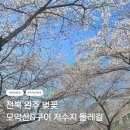 구이저수지 둘레길 | 전북 완주 모악산 벚꽃 구이 저수지 둘레길 벚꽃 명소
