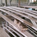 삼형제농장 이미지