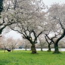 Blossom for you 이미지