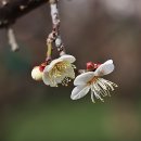 꽃으로 잎으로..뉴에이지 연주 1 - 10곡 &amp; 매화 photo by 모모수계 이미지
