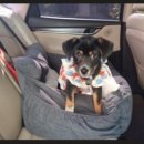 멍냥 펫택시 이미지