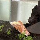 구면농장 | 사랑은 사실 빨간색이 아니라 깊은 초록일 거라고.