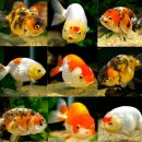 채형농장 이미지