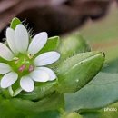 자세히 보아야 예쁘다 이미지