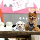 살랑살랑 이미지