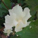 목면시배유지 이미지