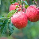 단양죽령사과 이미지