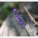 아이나래풀 이미지