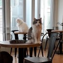 하늘을 걷는 고양이 카페 이미지