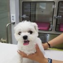 우리덕구동물병원 이미지