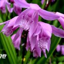 자란들 Daum카페