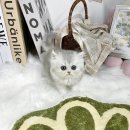 파주시 환경관리센타 | 혼자 사는 집이 조용해서 파주 고양이입양 오독안심입양센터 방문 후기