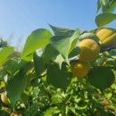 초아농원 이미지