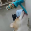 영통동물병원 이미지