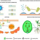 Re: Antimicrobial Activity of Bacillus Cyclic Lipopeptides 2024 이미지