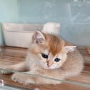 대전고양이분양 루나캣 이미지