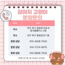 퍼피캣 강아지분양 고양이분양 대구경산점 | 경산고양이분양 자체 동물병원 케어 미유펫