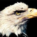 독수리 이미지