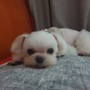 블라썸펫 이미지