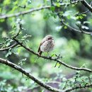 나무의노래 이미지