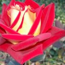 어둔(여) 이미지