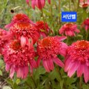 고마워요꽃