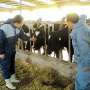 이천가축인공수정소 이미지