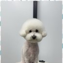 오쿠숑 | 내곡동애견미용 오쿠숑 애견미용실 만족 후기