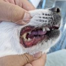 영동동물병원 이미지