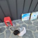 대암팜트리 이미지