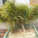 강릉원예사 이미지