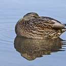 청둥오리 이미지