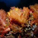 씨~월드 이미지